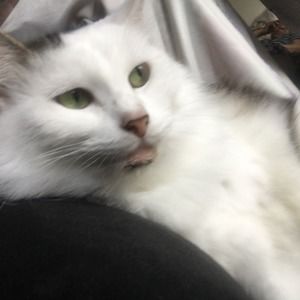 Meet your Posher, Rayou